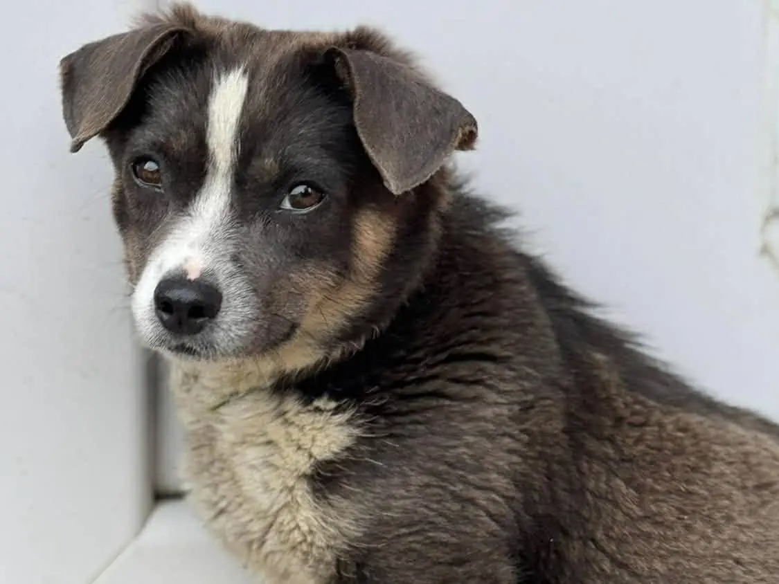 Adotta un cane, taglia piccola, femmina, Firenze