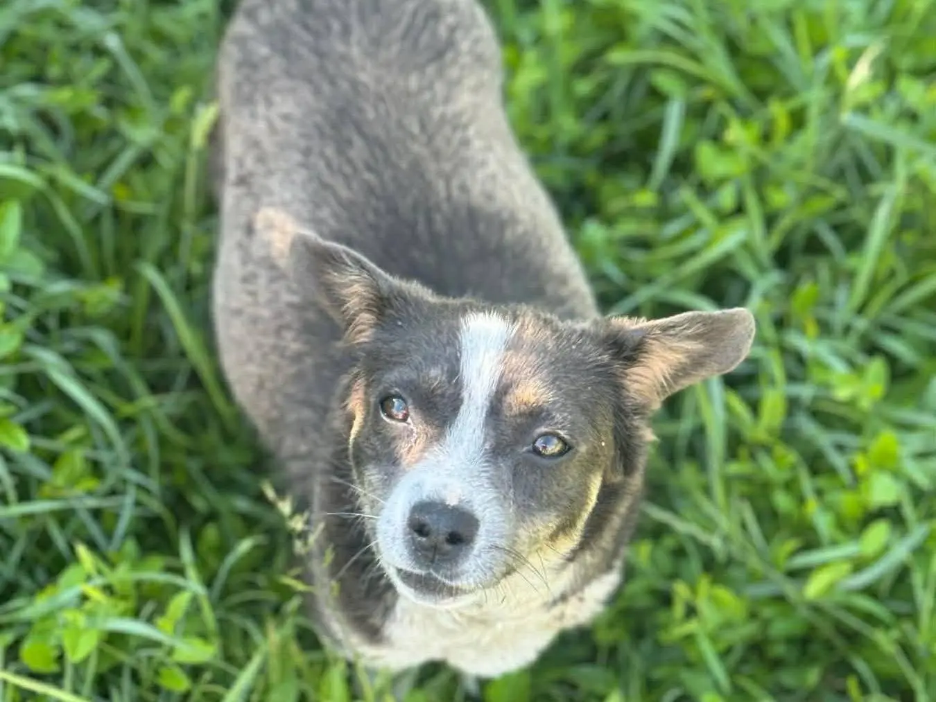 Vuoi adottare un cane a Firenze?
