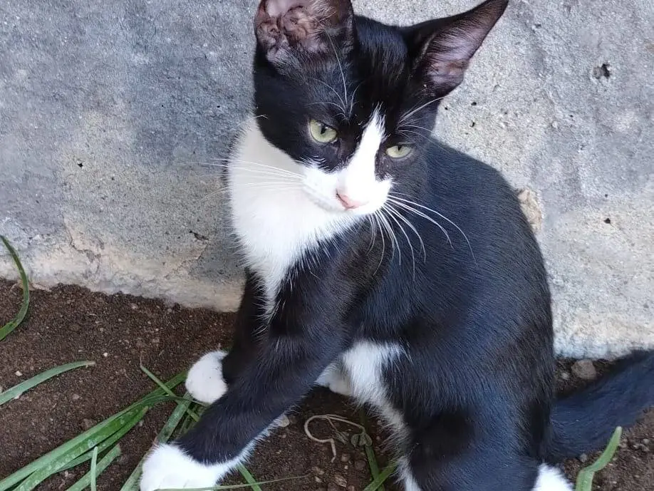 Foto 1 dell'animale
