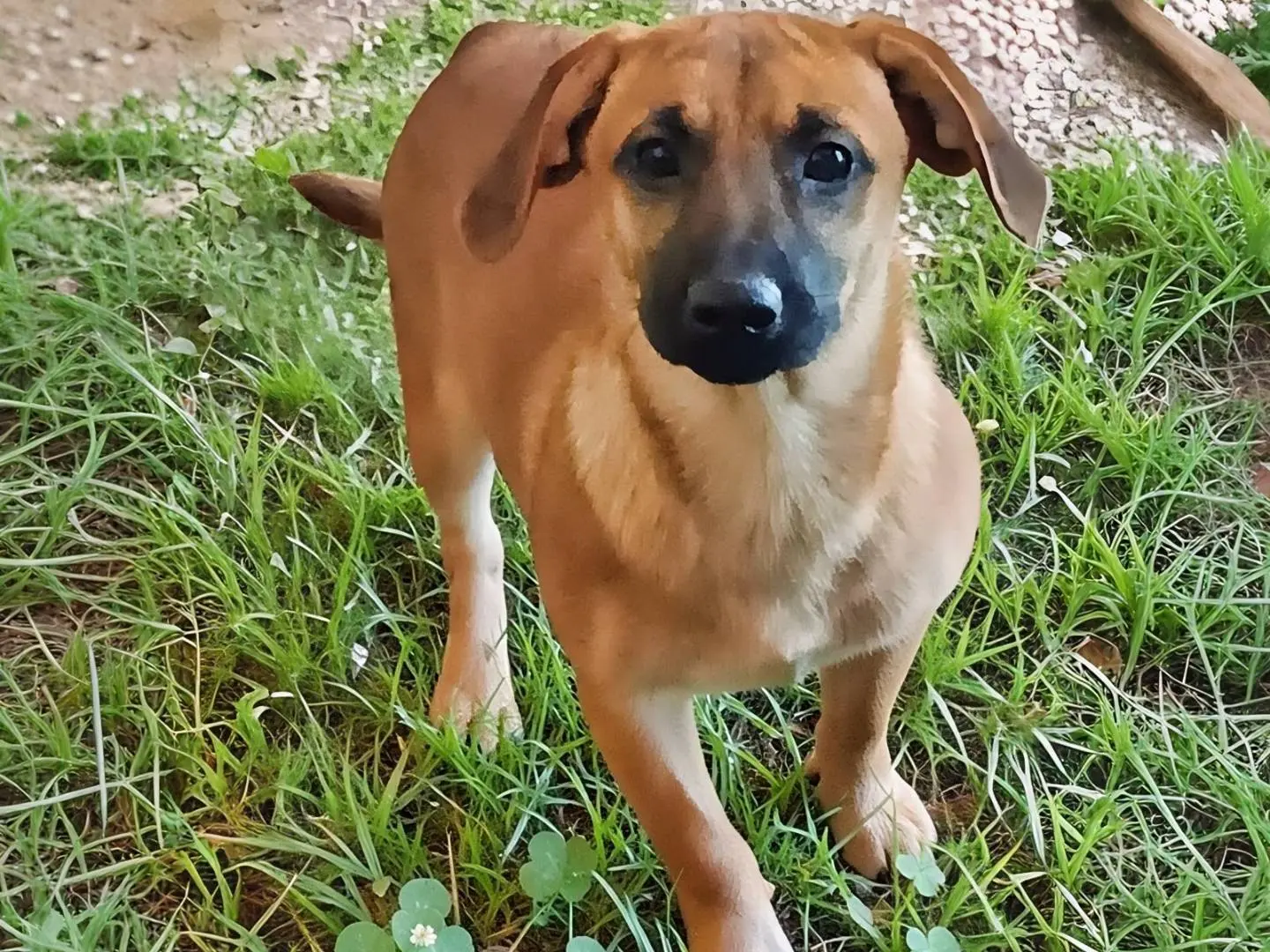 Adozione cane, femmina, Razza sconosciuta Razza sconosciuta, 6 mesi, taglia media contenuta, Varese