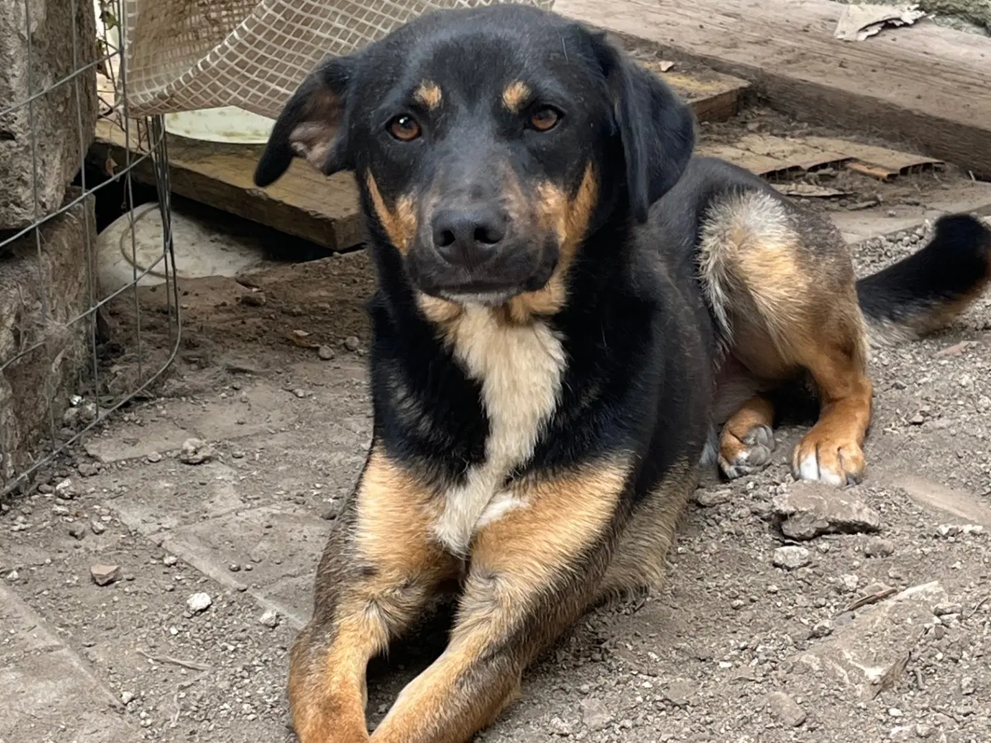 Vuoi adottare un cane a Avellino?