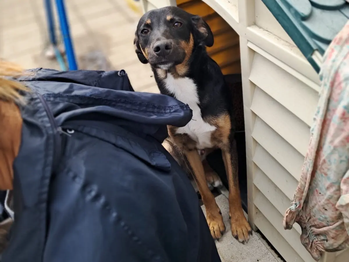 Adotta un cane, maschio, 2 anni e 7 mesi, Avellino