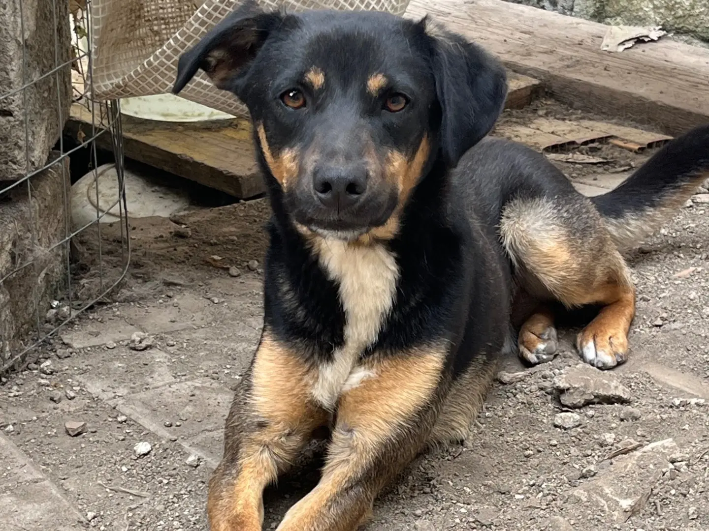 Adozione cane, maschio, Razza sconosciuta Razza sconosciuta, 2 anni e 7 mesi, taglia media contenuta, Avellino