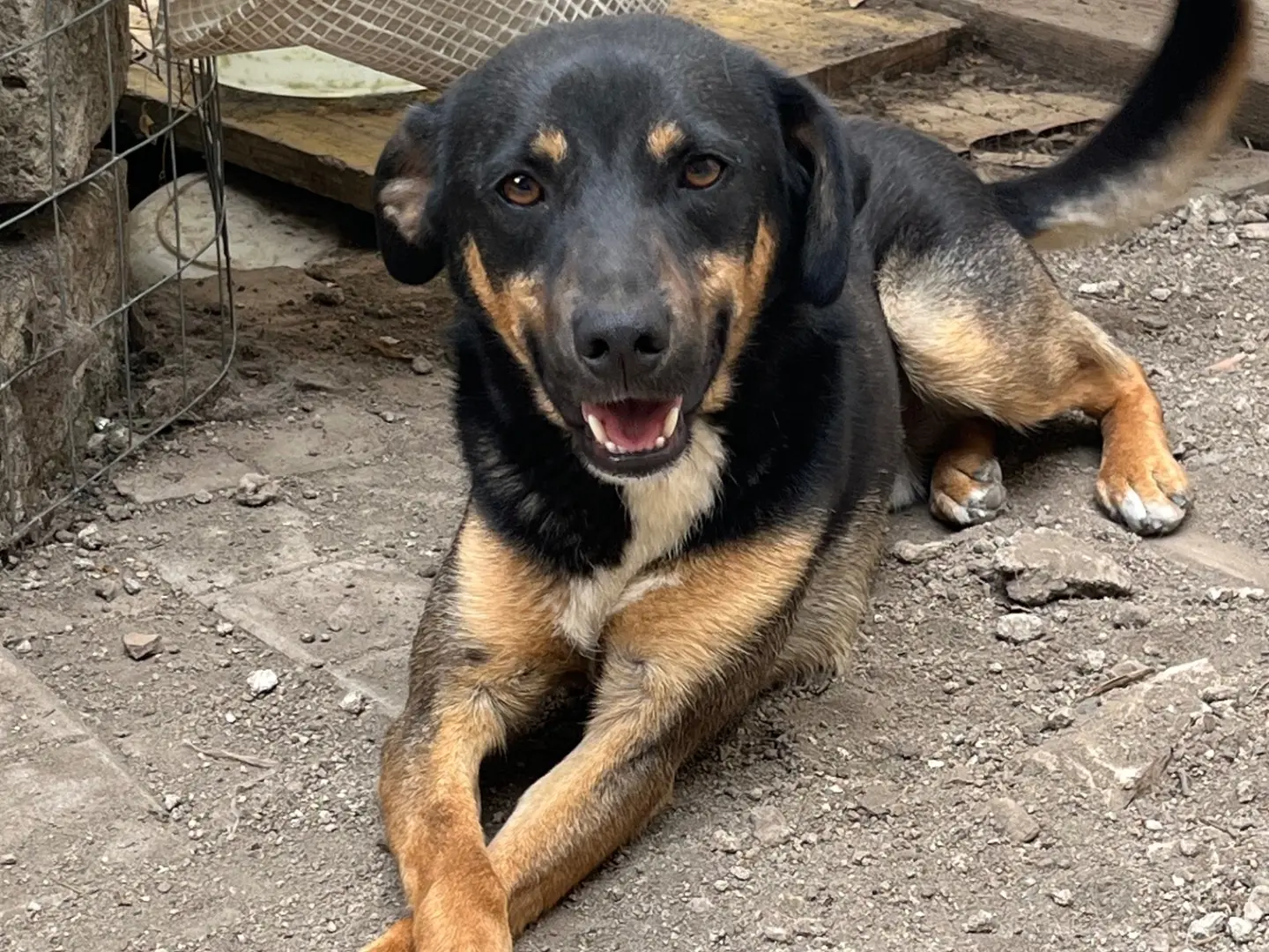 Adotta un cane, taglia media contenuta, maschio, Avellino