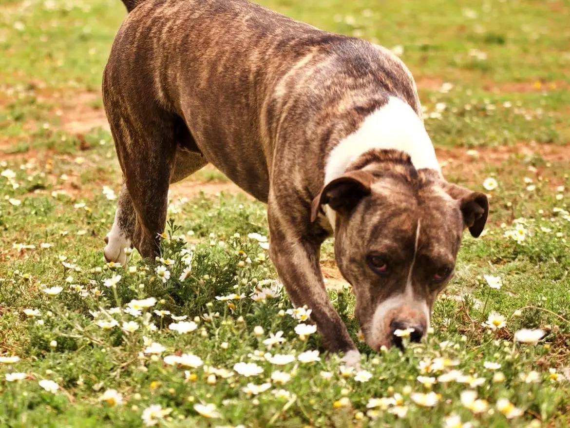 Adotta un cane, femmina, 7 anni e 2 mesi, Roma