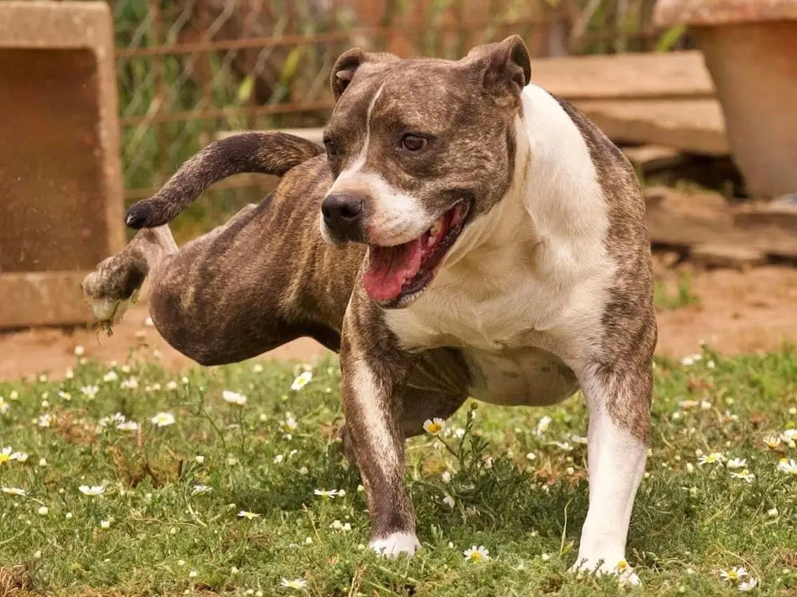 Adozione cane, femmina, meticcio, 7 anni e 2 mesi, taglia media, Roma