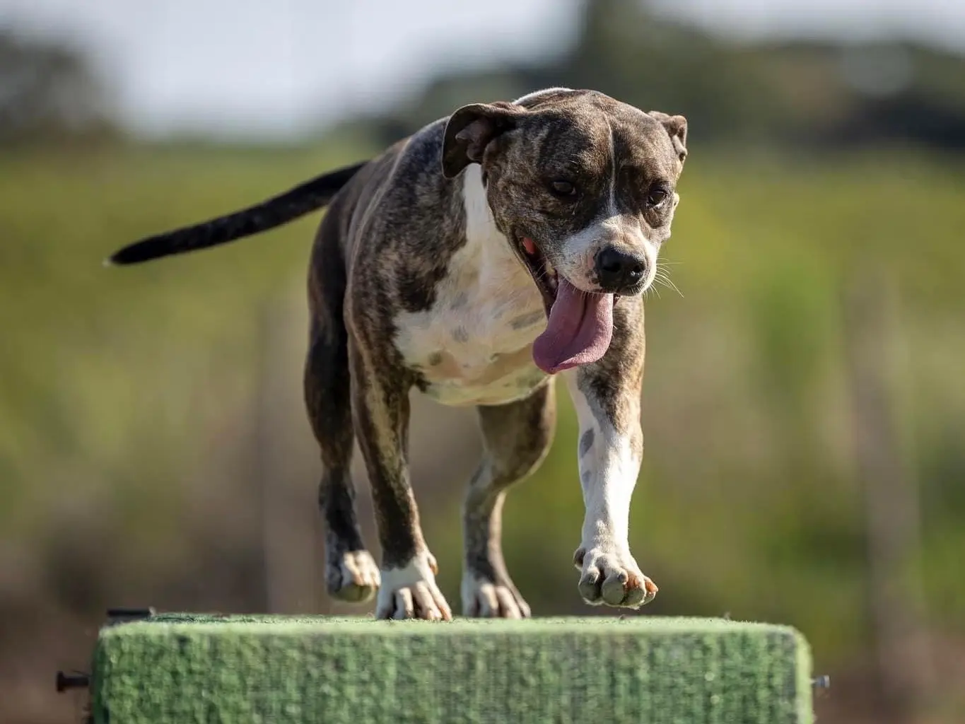Adotta un cane, taglia media, femmina, Roma
