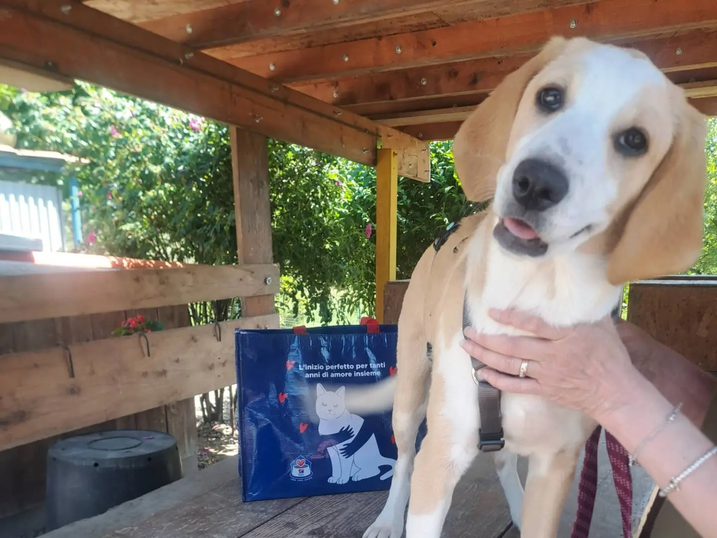 Adozione cane, femmina, Razza sconosciuta Razza sconosciuta, 1 anno e 1 mese, taglia media contenuta, Como