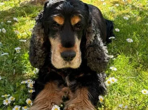 Adozione cane, maschio, Cocker Spaniel Razza sconosciuta, 9 anni e 8 mesi, taglia piccola, Monza