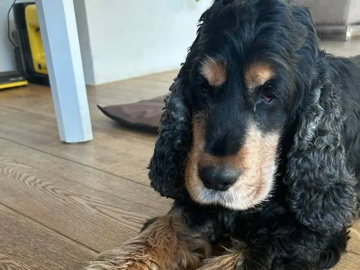 Adotta un cane, maschio, 9 anni e 8 mesi, Monza