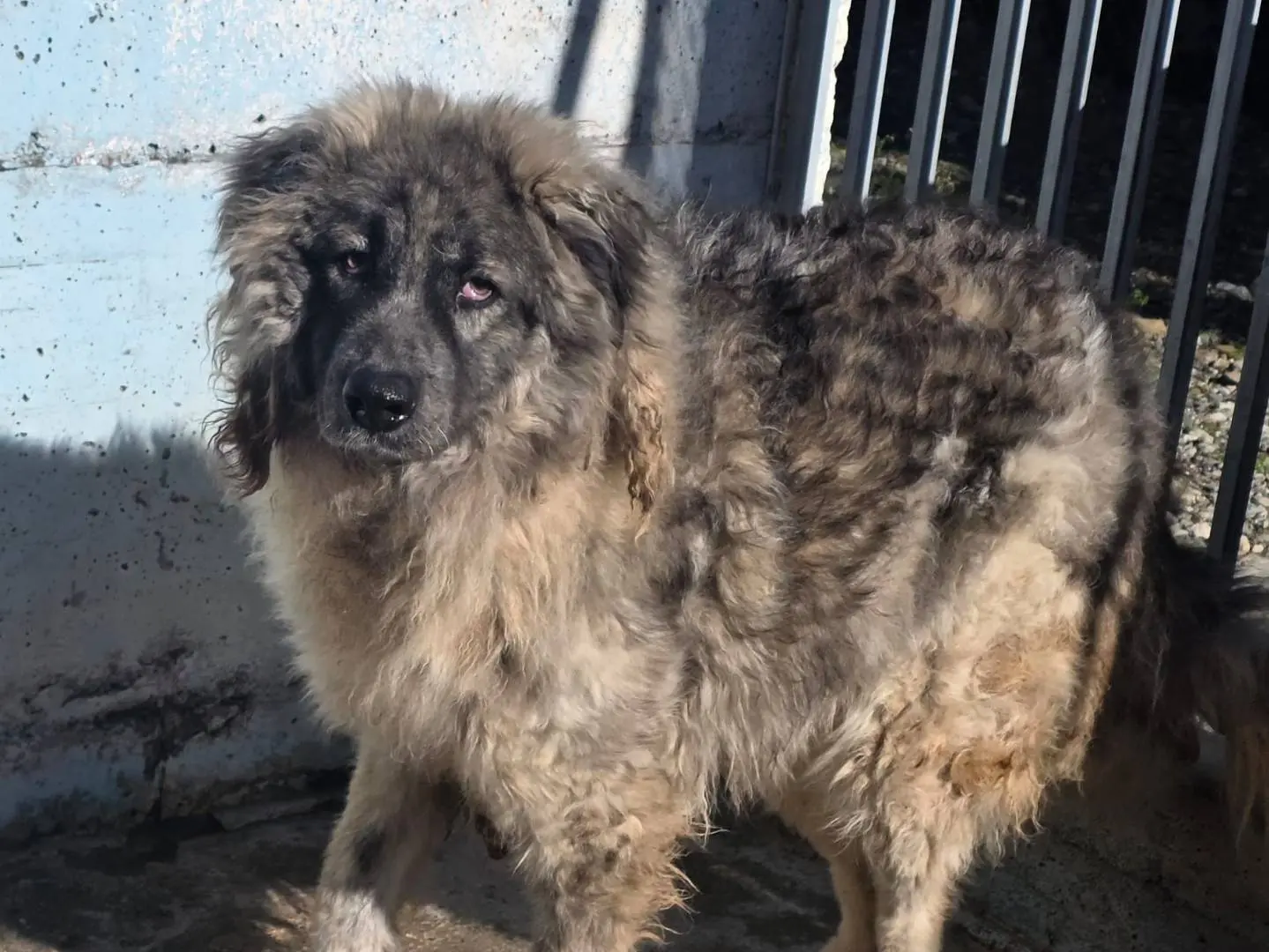 Adozione cane, maschio, Razza sconosciuta Razza sconosciuta, 3 anni e 5 mesi, taglia gigante, Crotone
