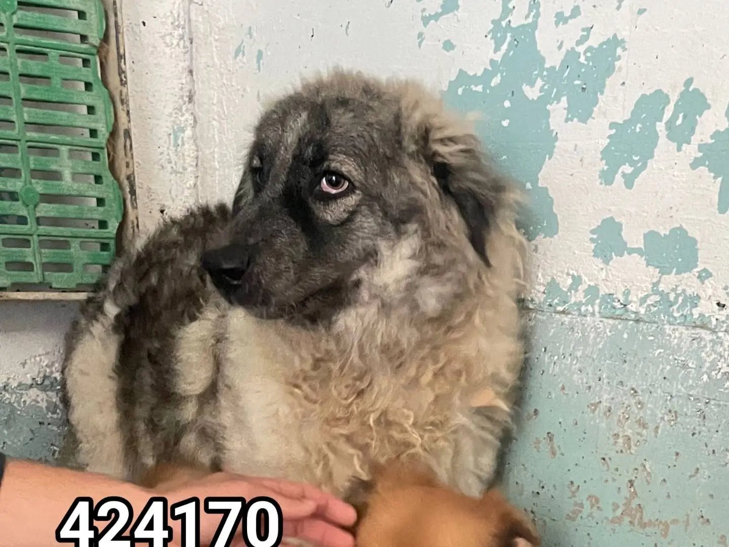 Adotta un cane, maschio, 3 anni e 5 mesi, Crotone