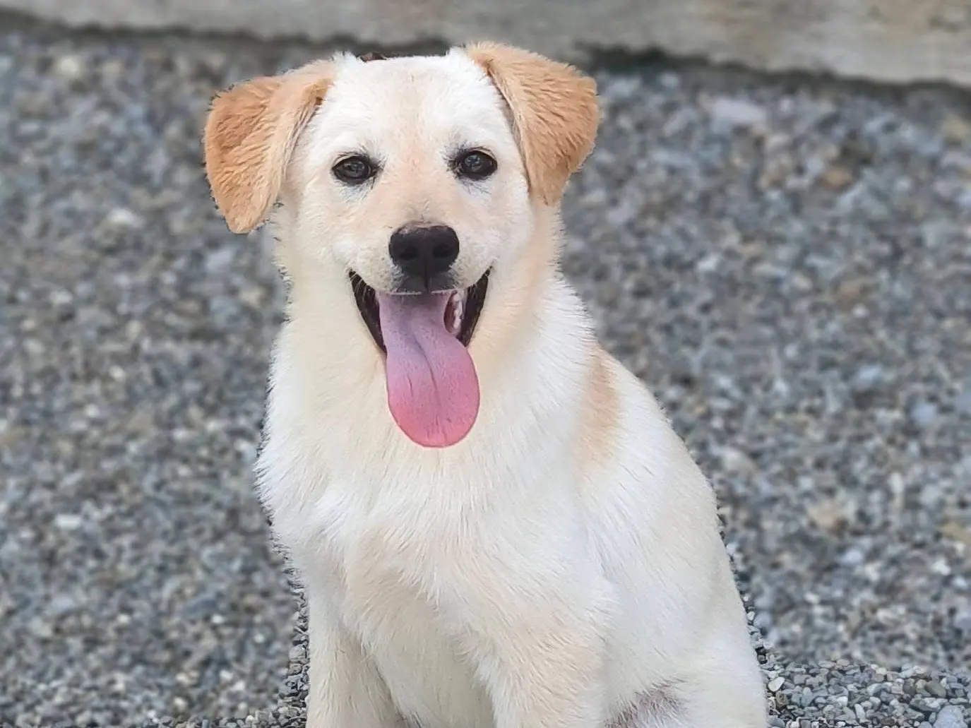 Adozione cane, femmina, Razza sconosciuta Razza sconosciuta, 10 mesi, taglia media, Cosenza