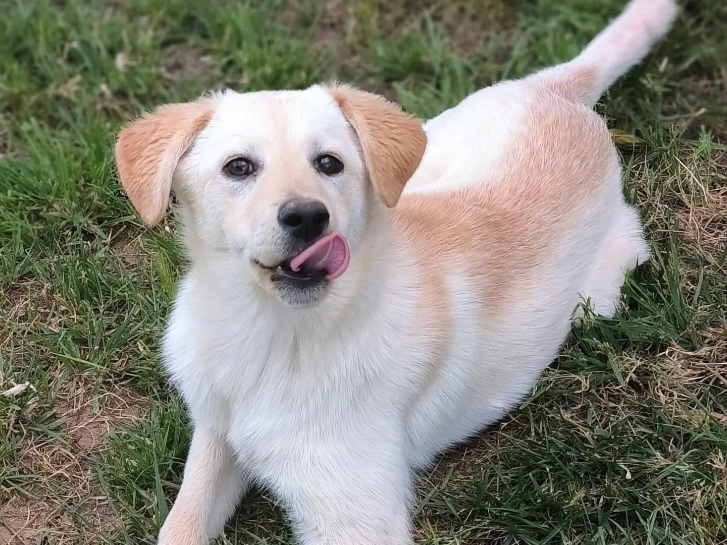 Adotta un cane, femmina, 10 mesi, Cosenza