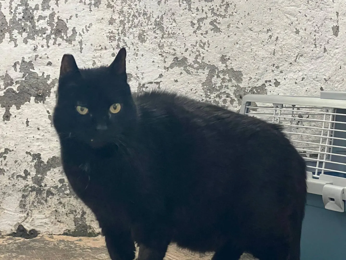 Adotta un gatto, maschio, 6 anni e 7 mesi, Roma