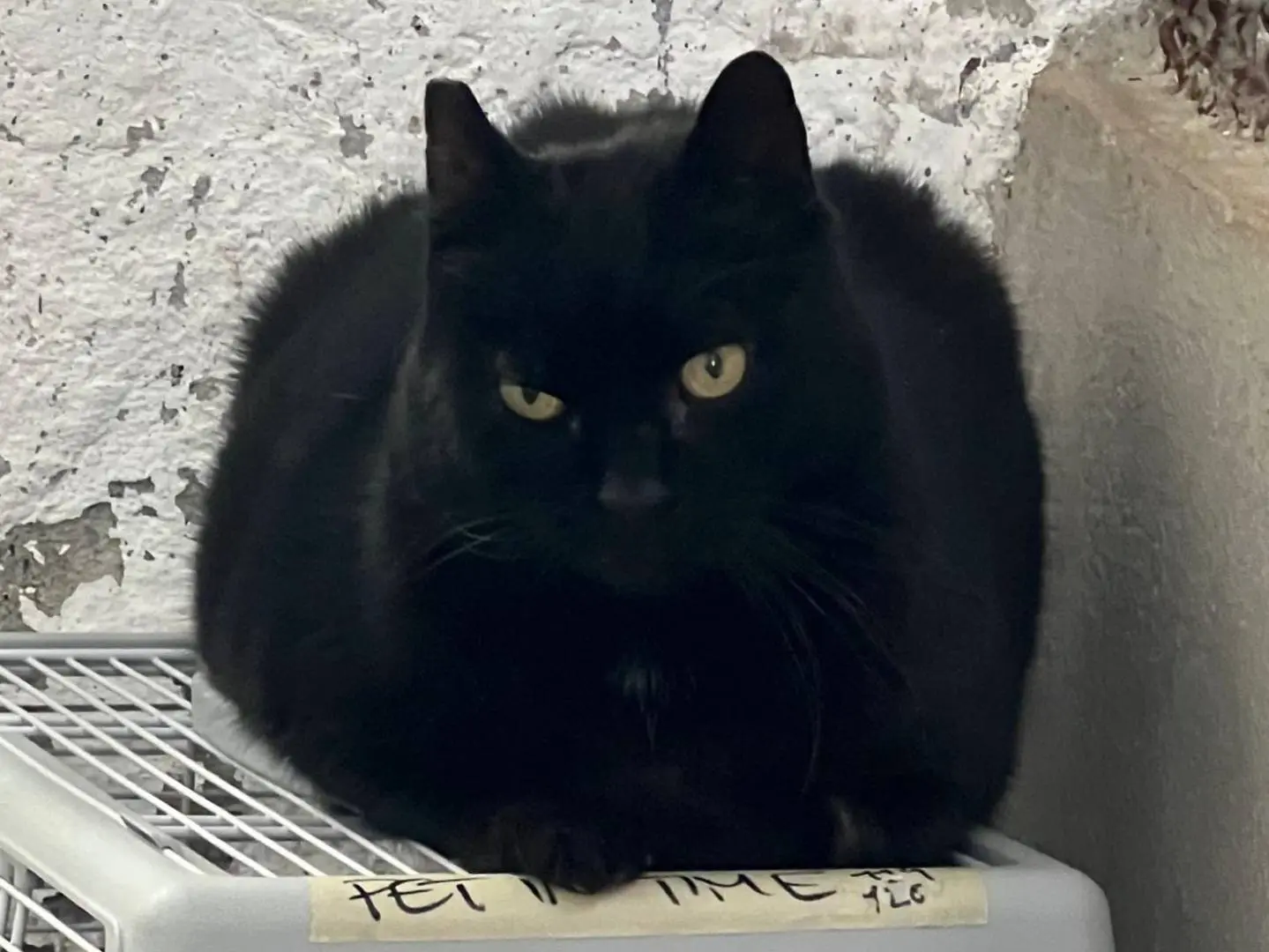 Adozione gatto, maschio, Razza sconosciuta Razza sconosciuta, 6 anni e 7 mesi, taglia non valida, Roma