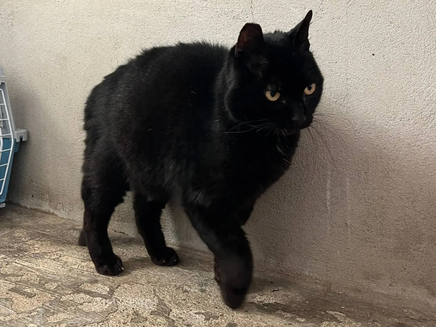 Adotta un gatto, taglia non valida, maschio, Roma