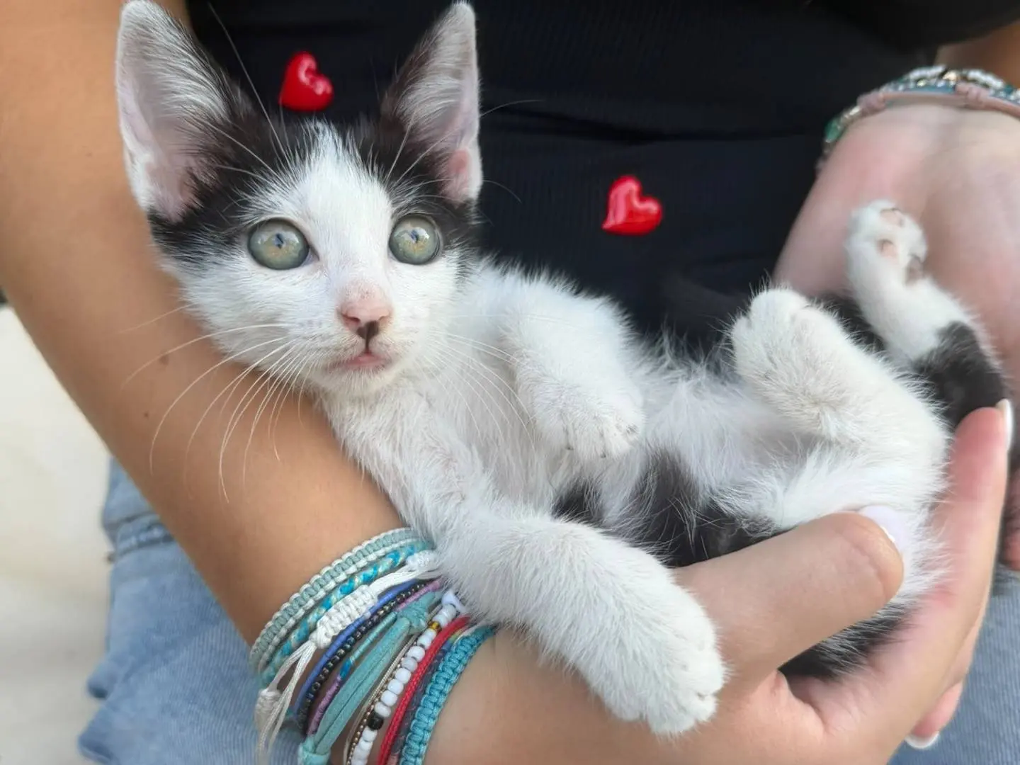 Adozione gatto, femmina, Razza sconosciuta Razza sconosciuta, 2 mesi, taglia non valida, Caserta