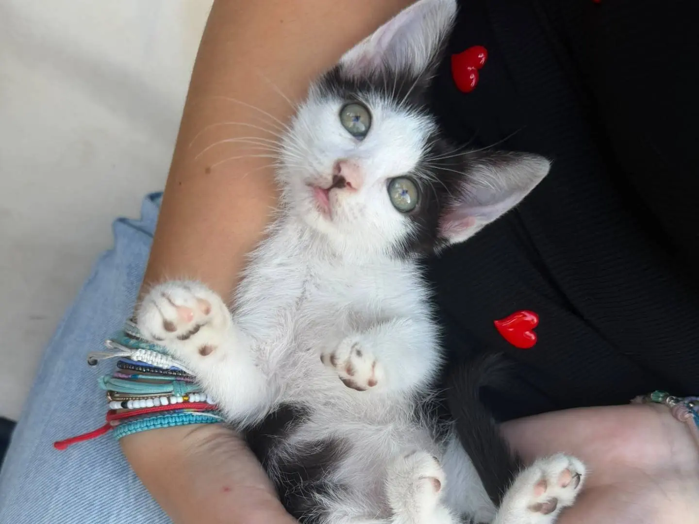 Adotta un gatto, femmina, 2 mesi, Caserta