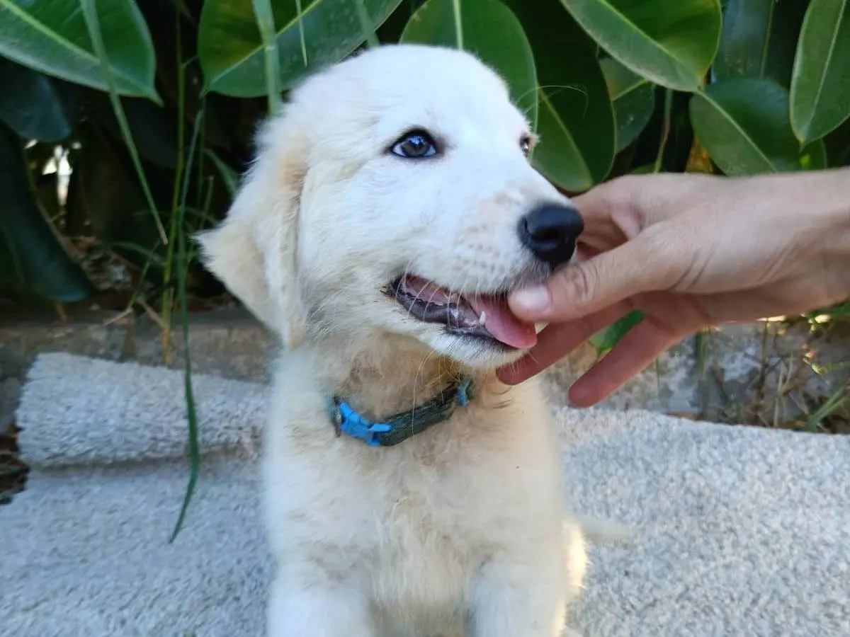 Adotta il cane Jimmy a Siracusa
