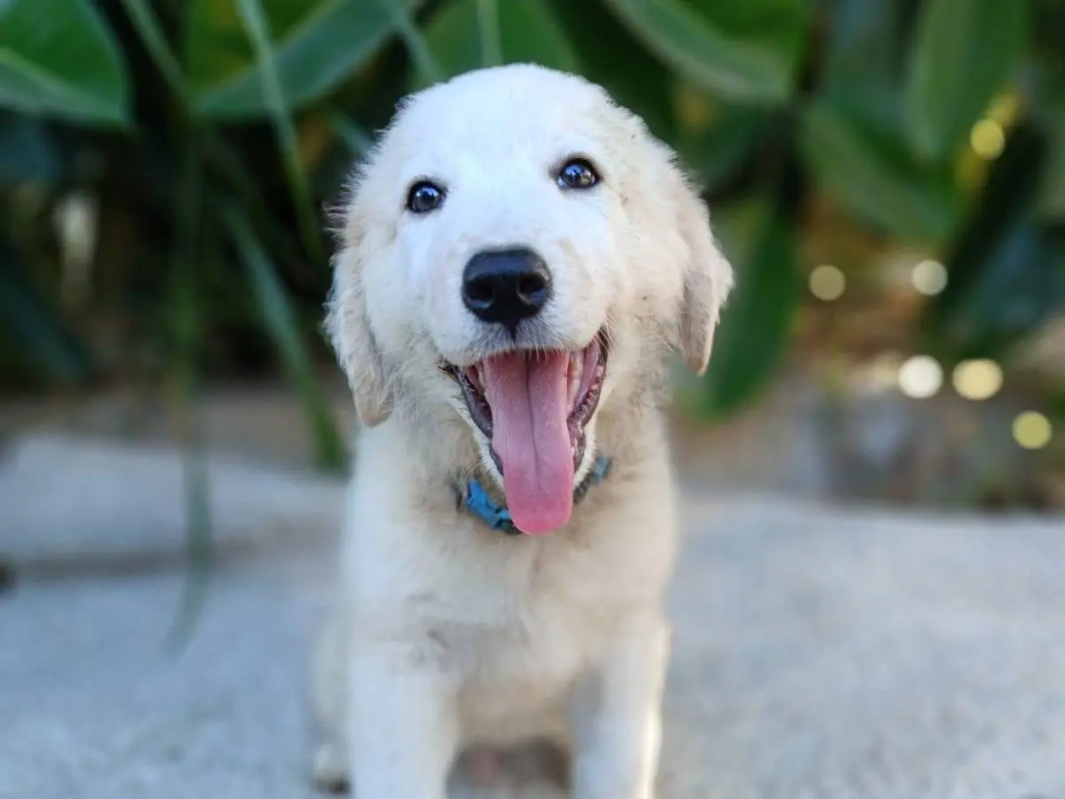 Vuoi adottare un cane a Siracusa?