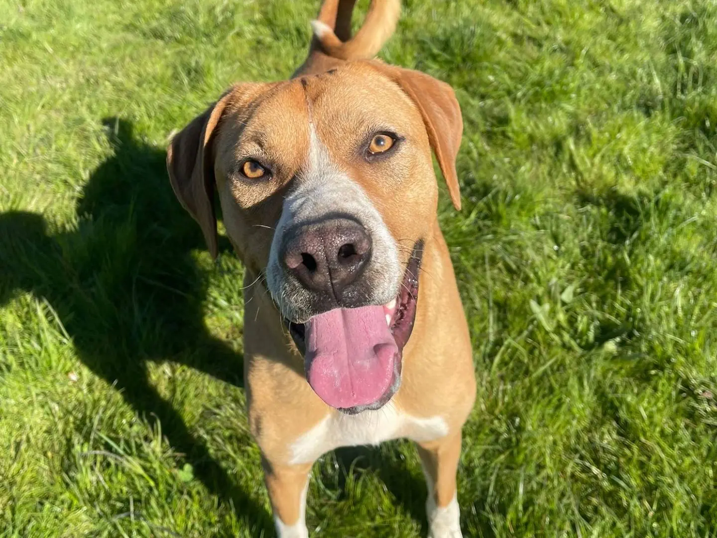 Adozione cane, femmina, Razza sconosciuta Razza sconosciuta, 1 anno e 8 mesi, taglia media, Biella