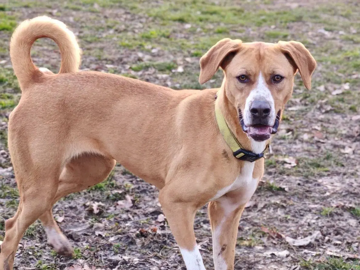 Adotta il cane Avana a Biella