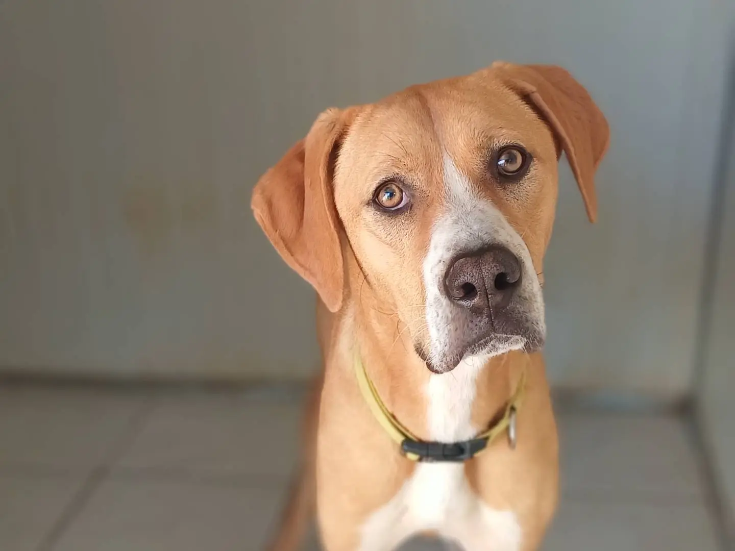 Adotta un cane, femmina, 1 anno e 8 mesi, Biella