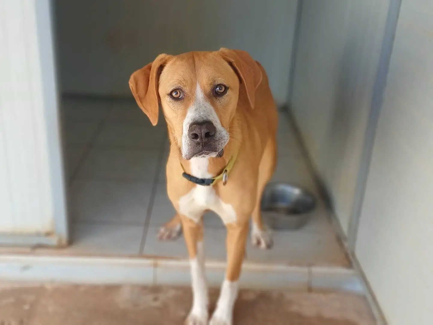 Vuoi adottare un cane a Biella?