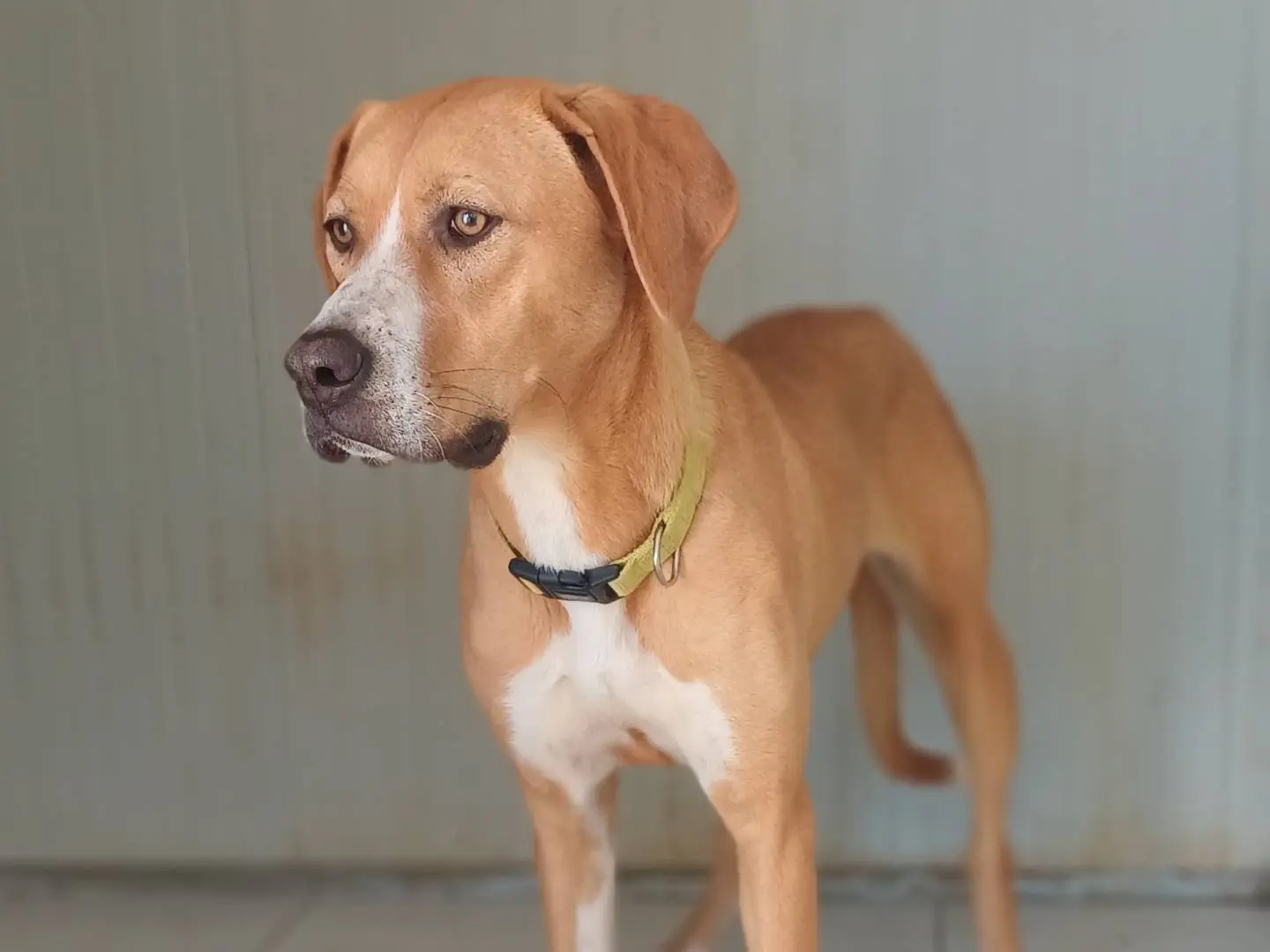 Adotta un cane, taglia media, femmina, Biella