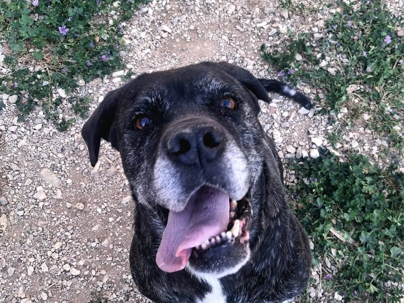 Adotta il cane Lella a Terni