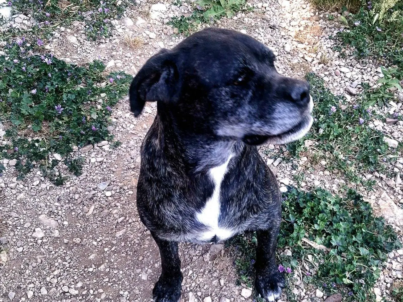 Vuoi adottare un cane a Terni?