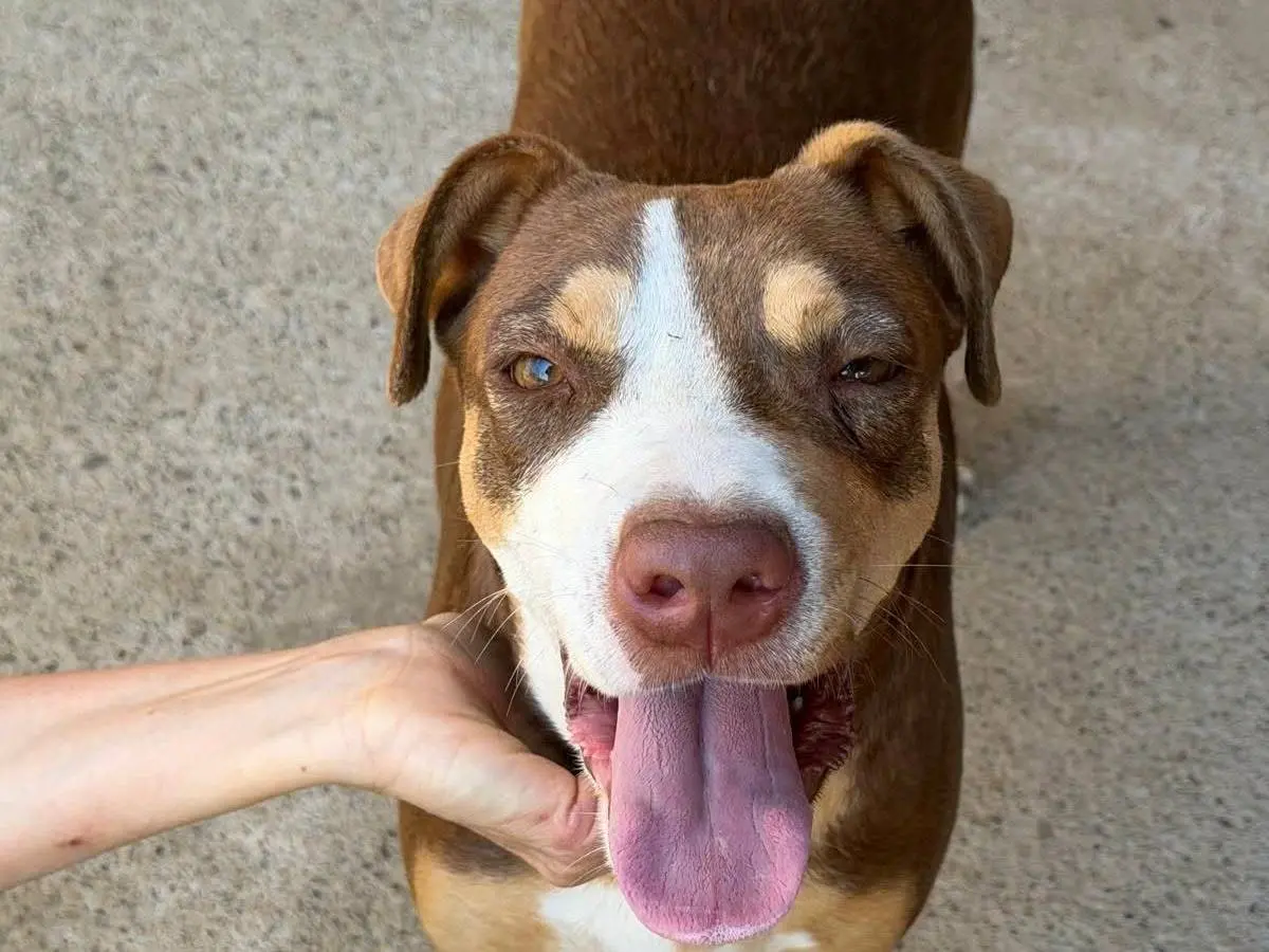Adozione cane, femmina, Razza sconosciuta Razza sconosciuta, 1 anno e 4 mesi, taglia media, Crotone