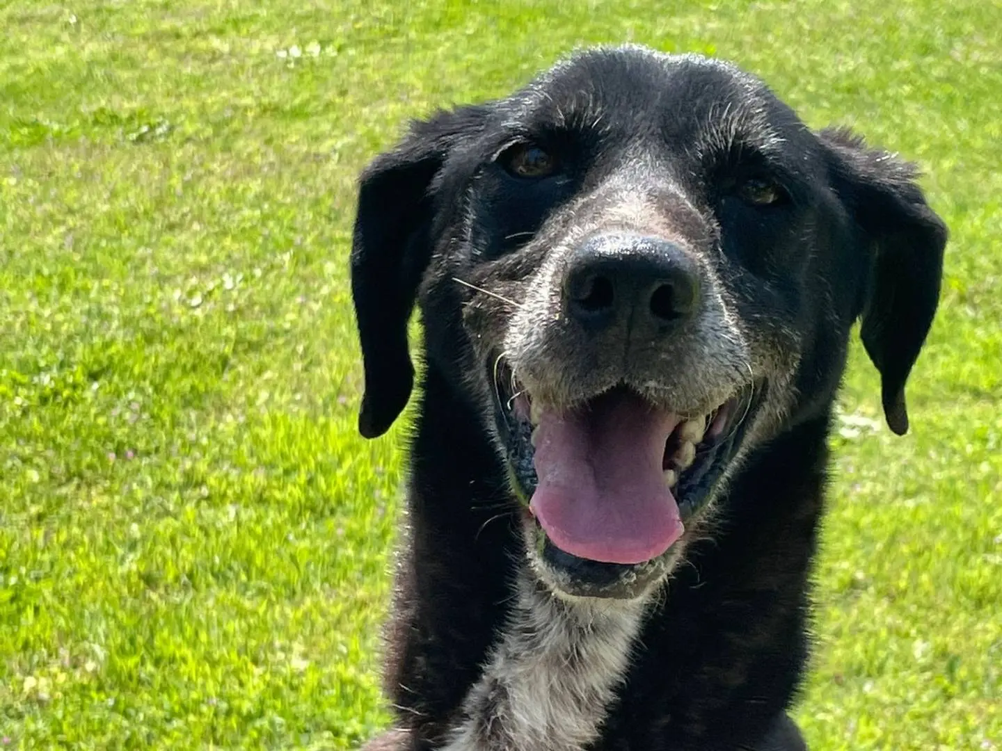 Adotta un cane, femmina, 10 anni e 11 mesi, Pavia