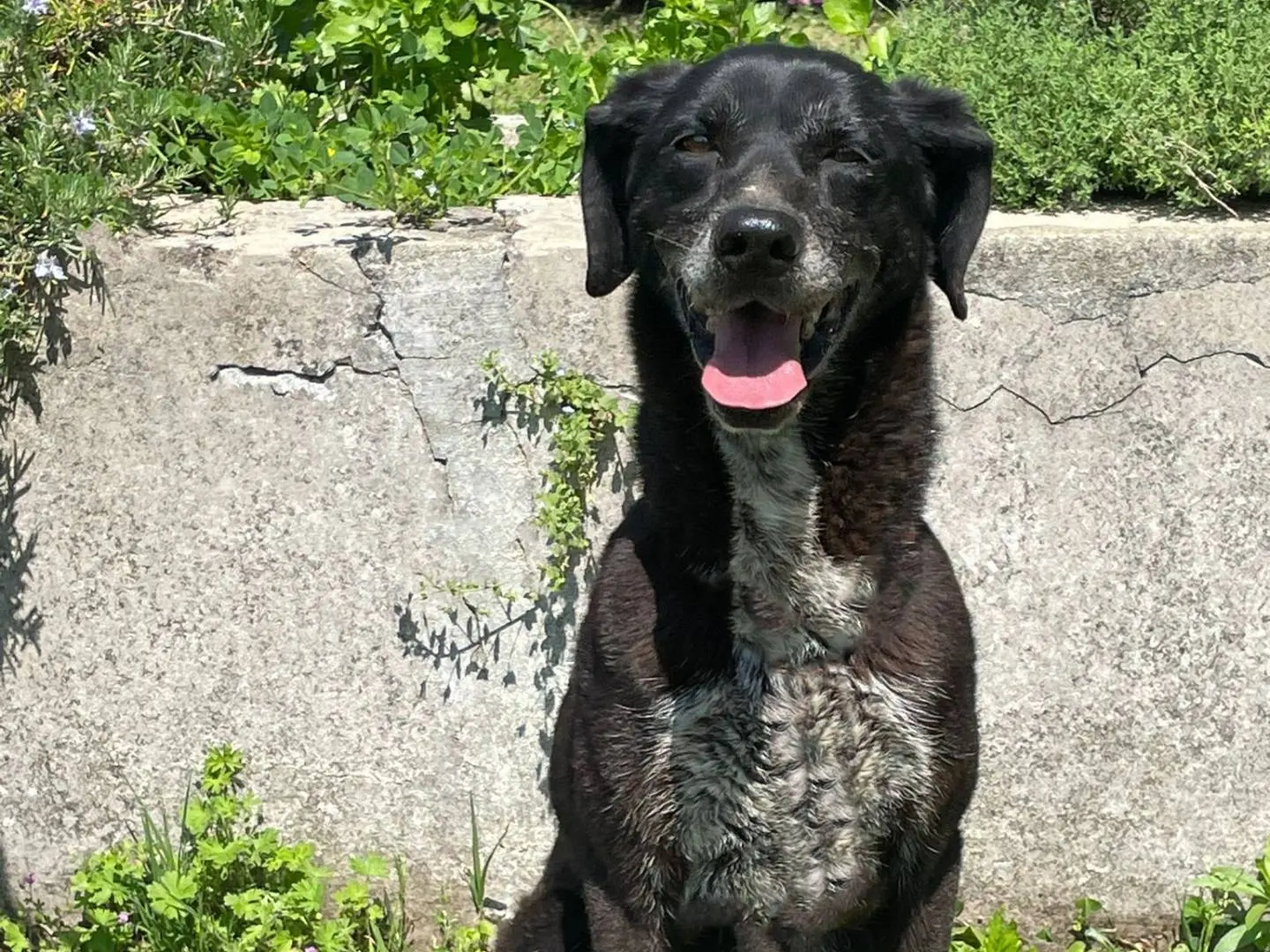 Adozione cane, femmina, Razza sconosciuta Razza sconosciuta, 10 anni e 11 mesi, taglia media contenuta, Pavia