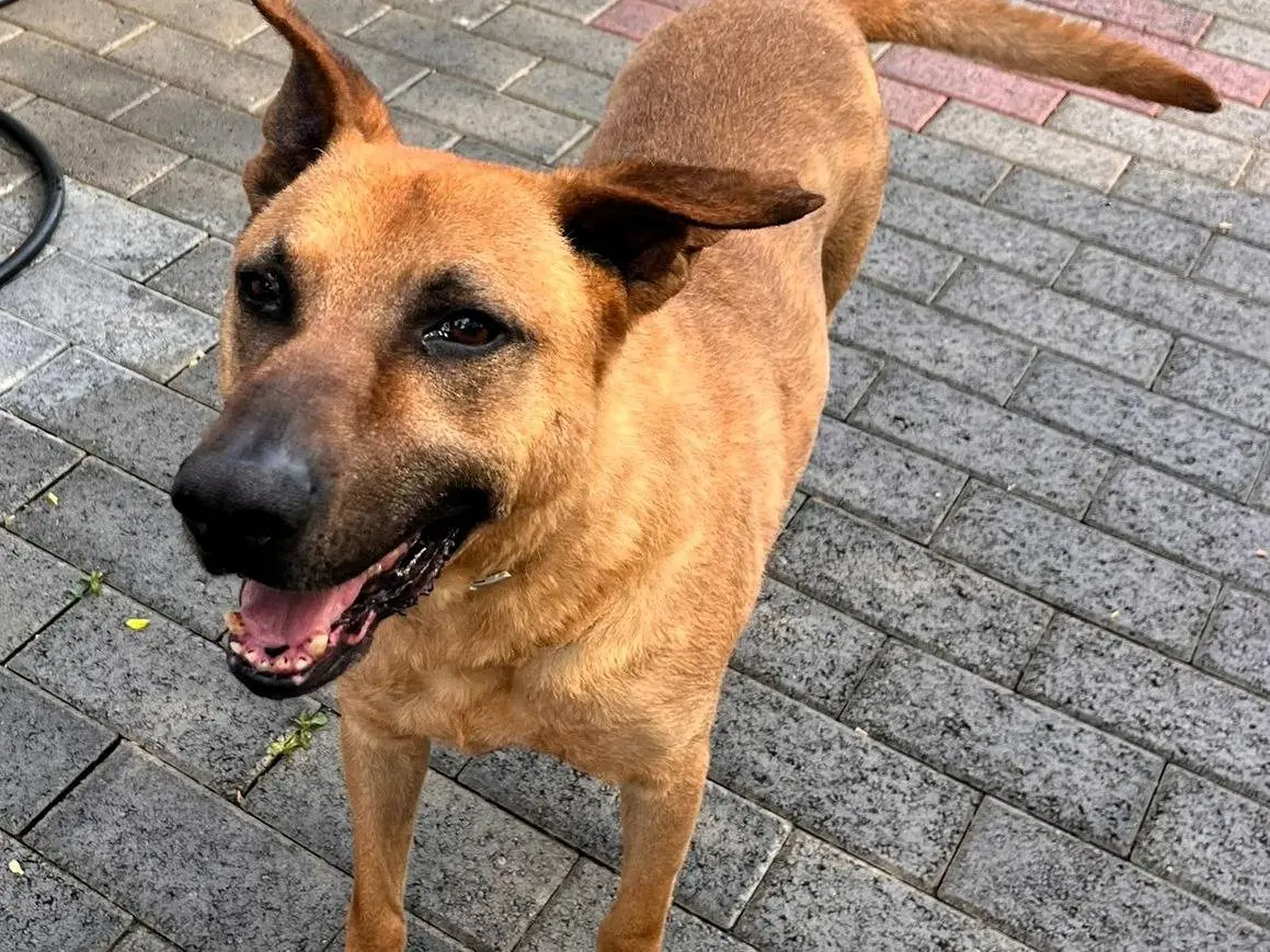 Adotta un cane, taglia grande, maschio, Milano