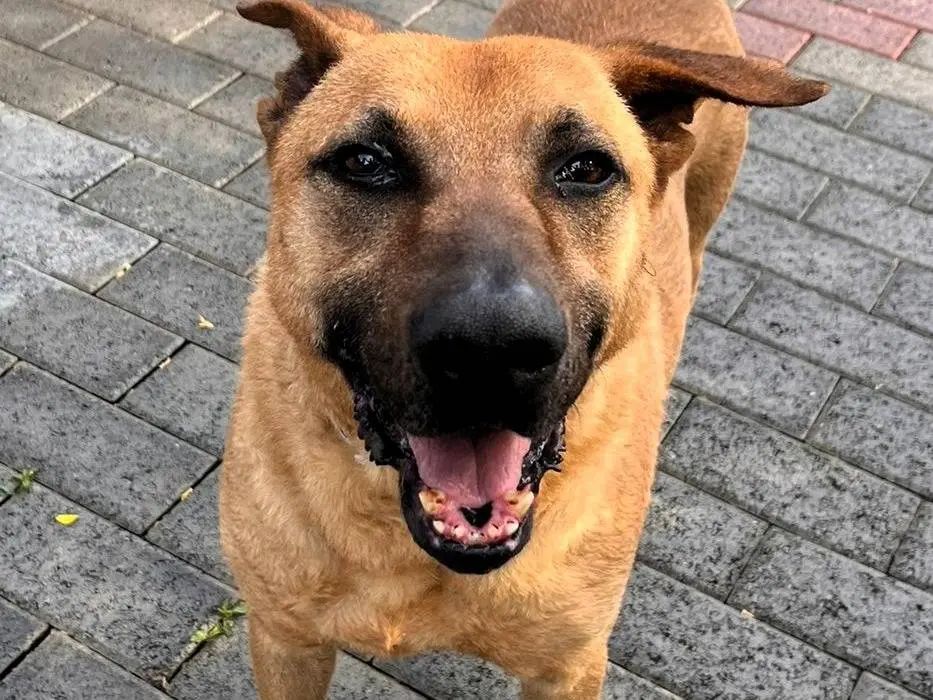 Vuoi adottare un cane a Milano?
