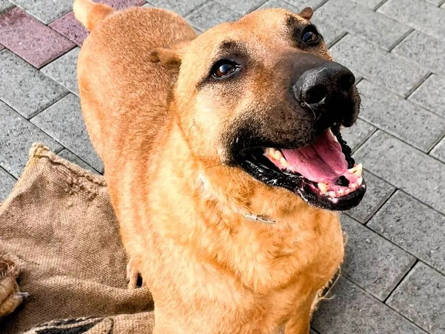 Adotta il cane ARGO a Milano
