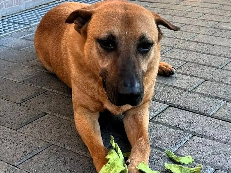 Adozione cane, maschio, Razza sconosciuta Razza sconosciuta, 9 anni e 3 mesi, taglia grande, Milano