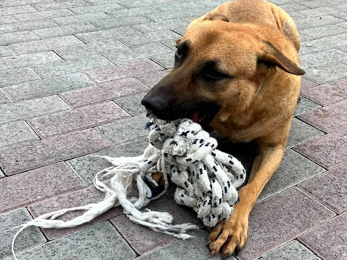 Adotta un cane, maschio, 9 anni e 3 mesi, Milano