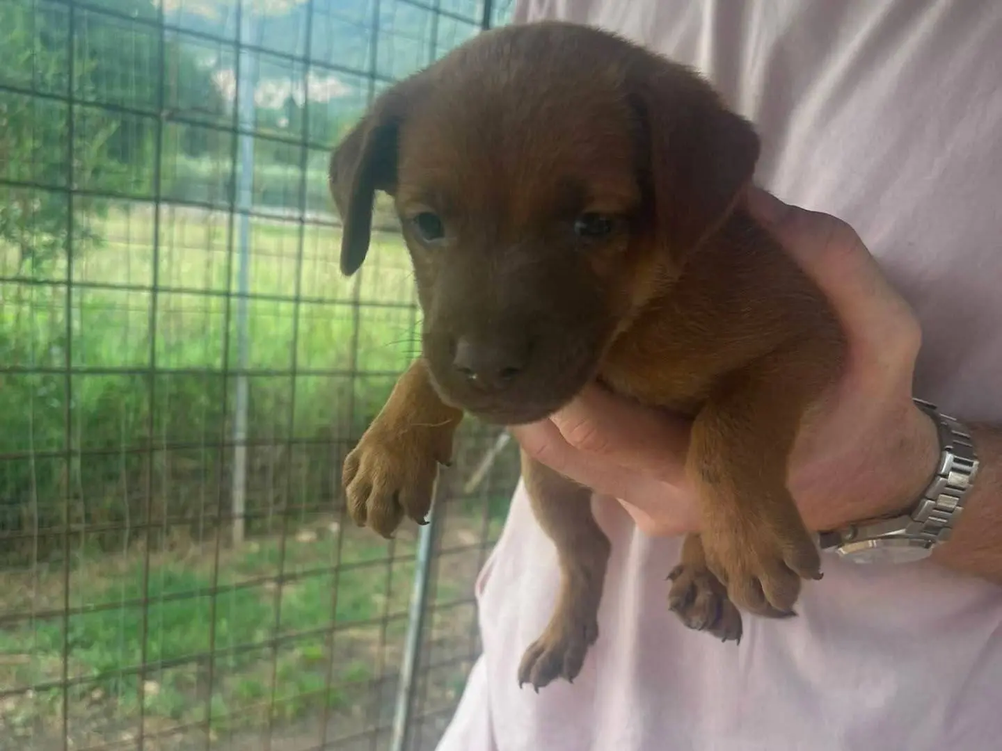Adotta un cane, maschio, 3 mesi, Frosinone