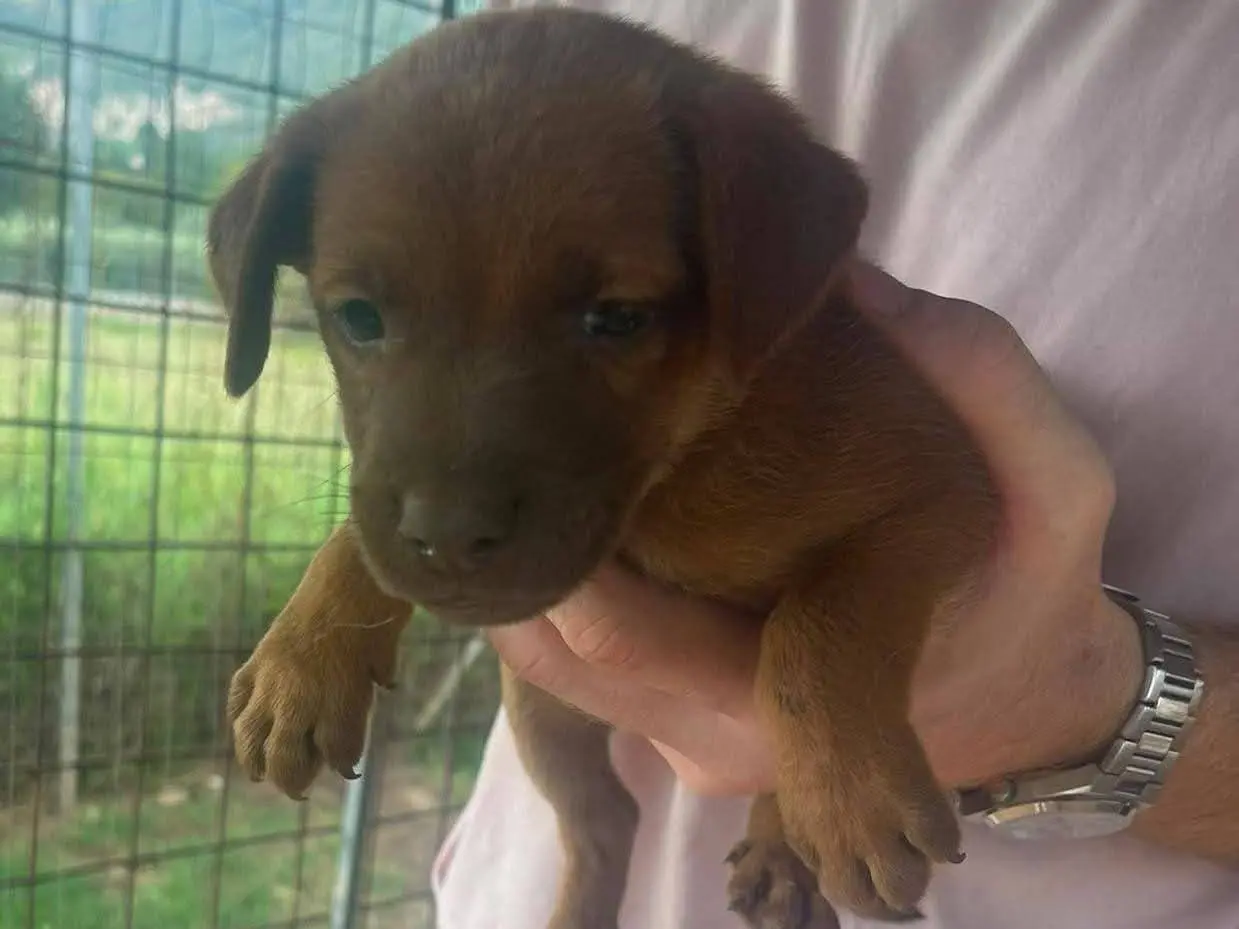 Adozione cane, maschio, Razza sconosciuta Razza sconosciuta, 3 mesi, taglia media contenuta, Frosinone