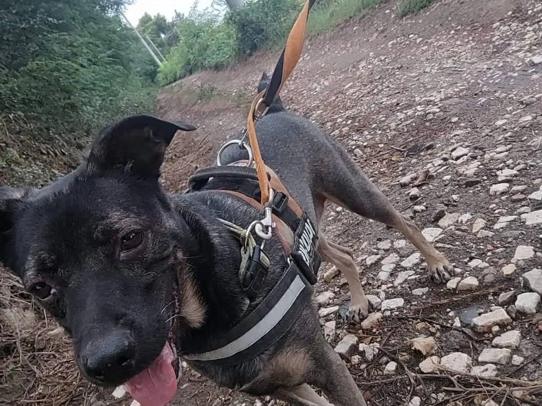 Adotta un cane, maschio, 8 anni e 7 mesi, Napoli
