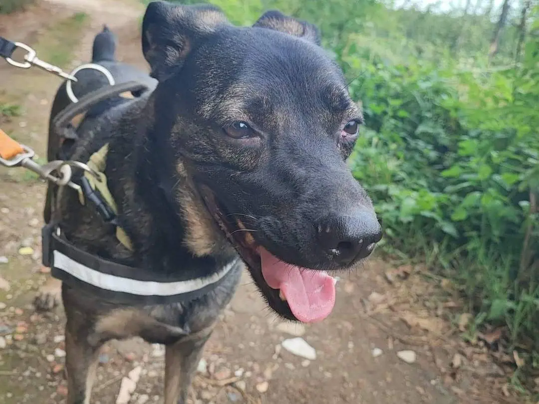 Adotta il cane Luchy a Napoli
