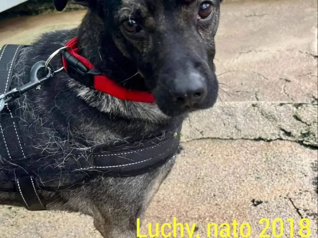 Vuoi adottare un cane a Napoli?