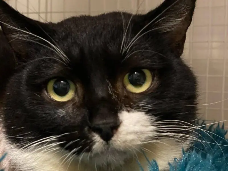 Adozione gatto, maschio, Razza sconosciuta Razza sconosciuta, 10 anni e 9 mesi, taglia non valida, Monza