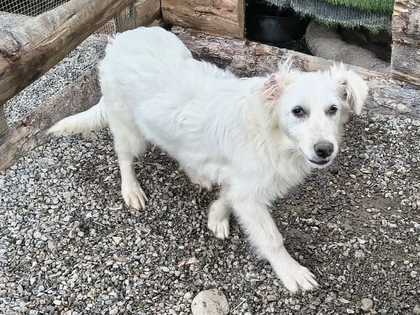Adozione cane, maschio, Razza sconosciuta Razza sconosciuta, 1 anno e 2 mesi, taglia media contenuta, Crotone
