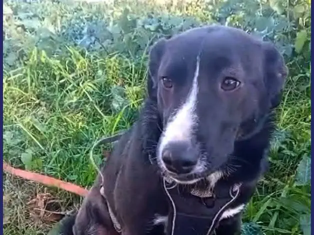 Adotta il cane ALMA a Caserta