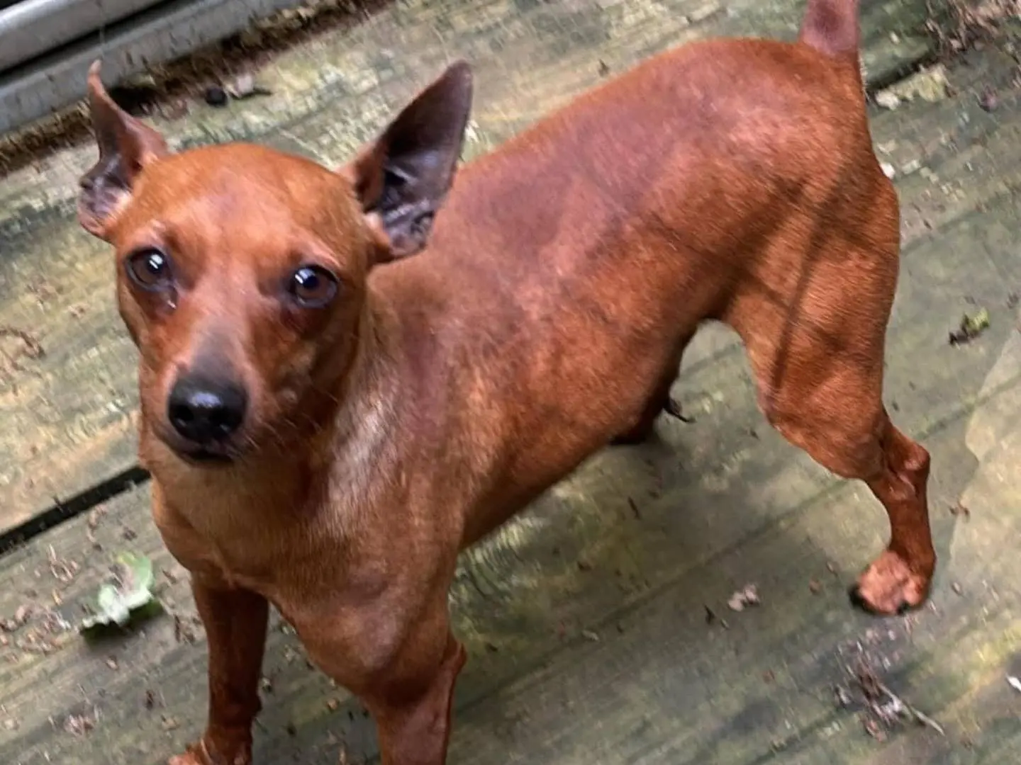 Adotta un cane, maschio, 2 anni e 9 mesi, Frosinone