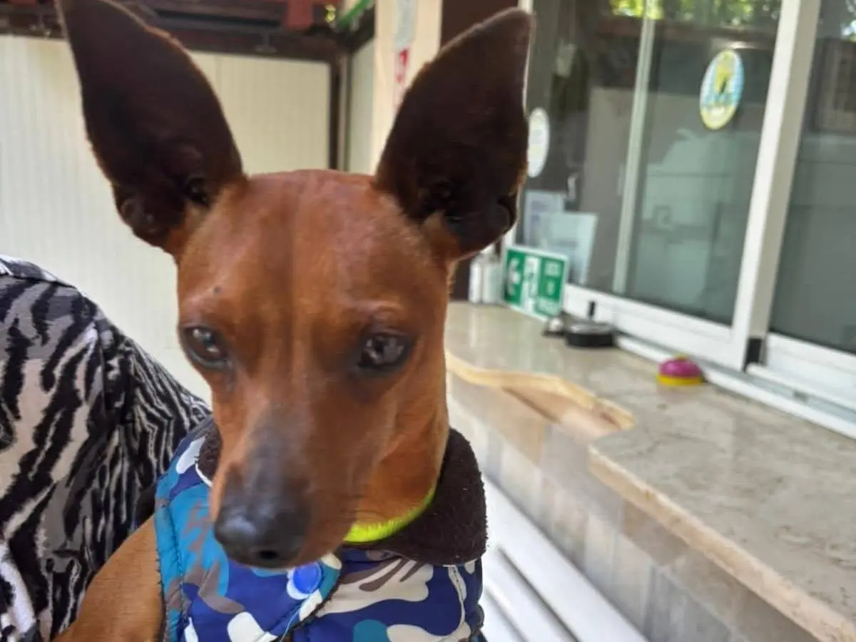 Adozione cane, maschio, Razza sconosciuta Razza sconosciuta, 2 anni e 9 mesi, taglia piccola, Frosinone